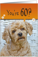 60th Birthday, brown poodle with a humorous expression card