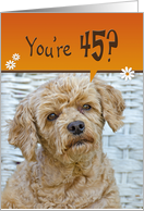 45th Birthday - poodle with a humorous expression card