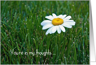 Thinking of You-daisy in grass card