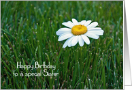 Sister’s Birthday-daisy in grass card