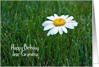 Grandma’s Birthday-daisy in grass card