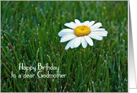 Godmother’s Birthday-daisy in grass card