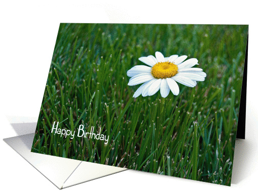 general birthday-close up of a single white daisy in grass card