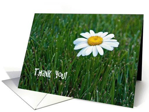 Thank You - close up of a single white daisy in grass card (1138720)