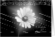 Loss of Cousin sympathy-white daisy illuminated on black card