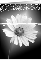 Sympathy white daisy on gradient background card