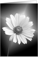 Loss of Mother sympathy, white daisy on gradient background card