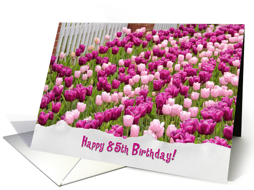 85th Birthday Pink Dutch Tulips with Fence and Torn Paper Border card