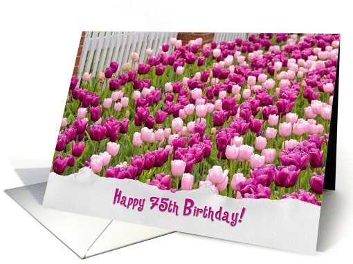 75th Birthday-pink Dutch tulips with fence and torn paper border card