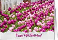 75th Birthday-pink Dutch tulips with fence and torn paper border card