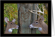 Valentine’s Day buck and doe on woods with carved heart on tree card