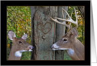 Valentine's Day buck...