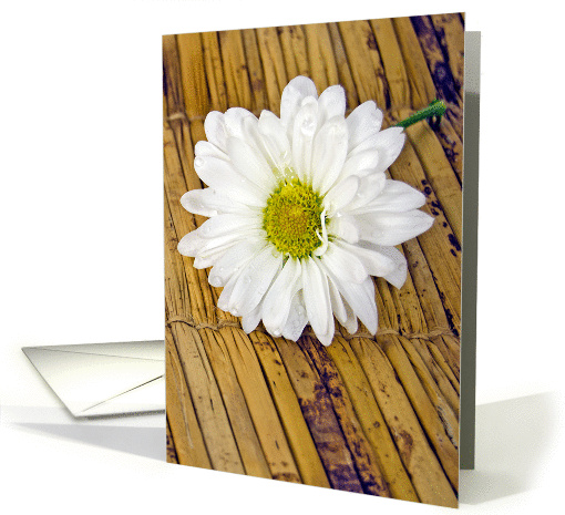Thinking of You-white daisy with water droplets on bamboo mat card