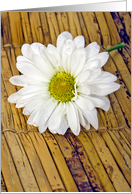 Happy Birthday-white daisy with water droplets on bamboo mat card