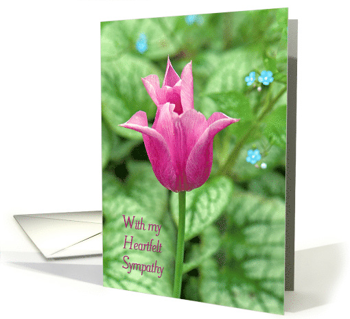 Heartfelt Sympathy pink tulip in spring garden. card (1254486)
