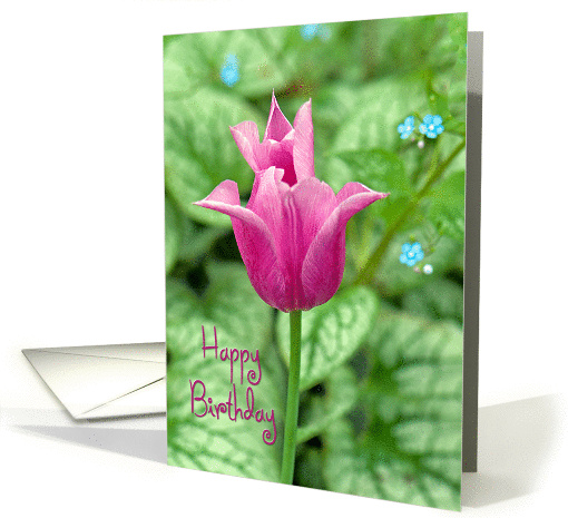 Birthday-pink tulip in spring garden. card (1255028)