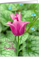 Birthday-pink tulip in spring garden. card