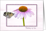 Thinking of You butterfly on a cone flower with shadowed frame card