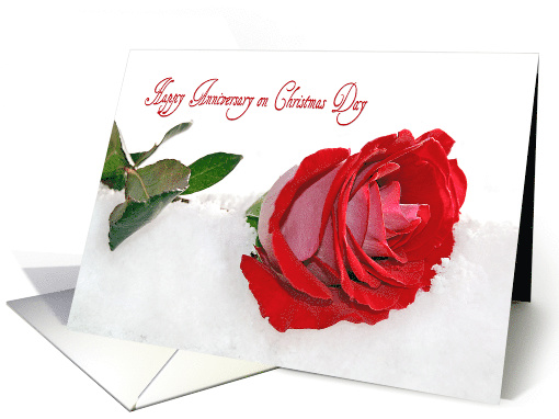 Anniversary on Christmas Day red rose in snow card (1284884)