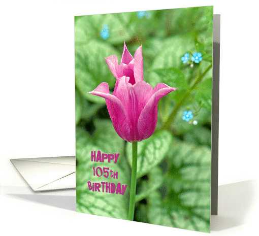 105th Birthday- bright pink tulip with hostas background card