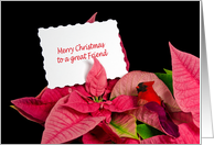 Christmas for Friend-white card in poinsettia blossom with cardinal card