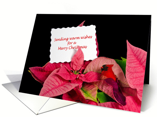 Christmas-white card in poinsettia blossom with cardinal card