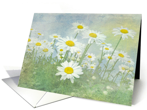 Blank card-white daisies in field with soft texture card (1310174)