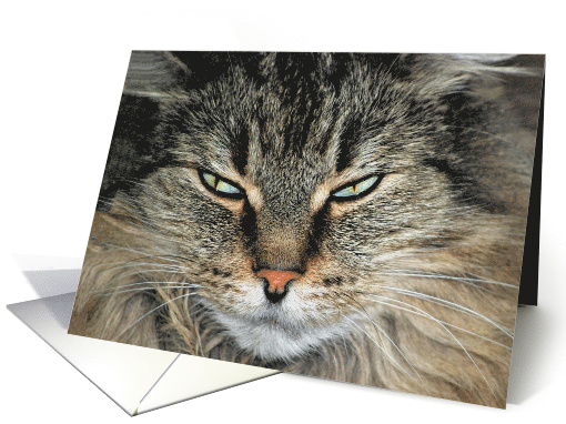 Humorous Birthday for Sister, closeup of Maine Coon cat face card