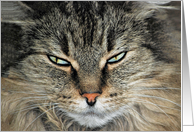 Humorous Birthday for Sister, closeup of Maine Coon cat face card