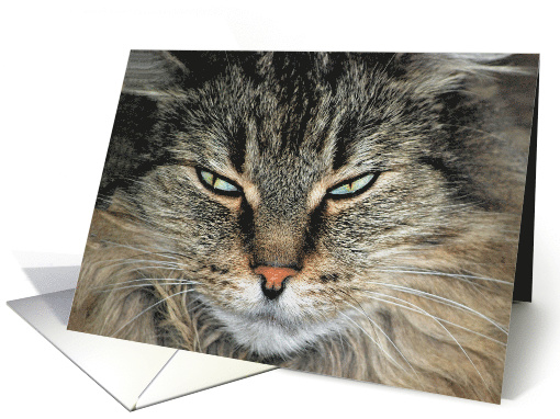 Humorous Birthday for Daughter, close up of a Maine Coon cat face card