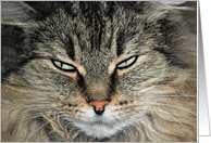 Humorous Birthday for Daughter, close up of a Maine Coon cat face card