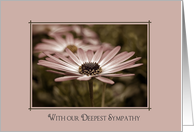 Sympathy From Couple, Pink Daisy Close Up card