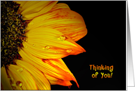 Thinking of You-close up of a sunflower with water droplets card