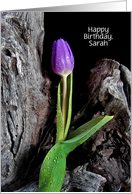 Birthday Name Specific-purple tulip with raindrops on driftwood card