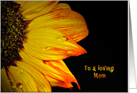 Birthday for Mom, close up sunflower with water droplets on black card