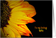 Wife’s Birthday, close up of a glowing sunflower with raindrops card