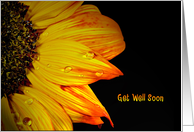 Get Well Soon-close up of a sunflower with water droplets card