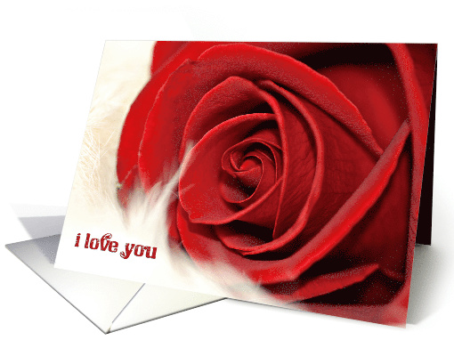 wedding anniversary red rose on fur for wife card (1327094)