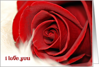 wedding anniversary red rose on fur for wife card