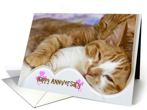 Anniversary for couple, pair of tabby cats snuggling in bed card