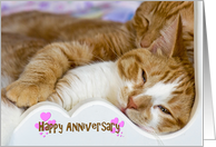 Anniversary for couple, pair of tabby cats snuggling in bed card