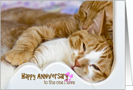 Anniversary for spouse, pair of tabby cats snuggling card