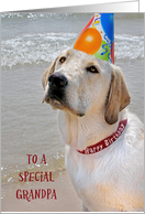 Grandpa’s Birthday-Labrador Retriever with a party hat on a beach card