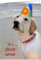 Godson’s Birthday-Labrador Retriever with a party hat on a beach card