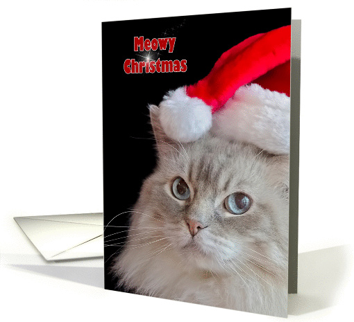 Christmas Ragdoll cat with Santa hat card (1342460)