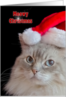 Christmas Ragdoll cat with Santa hat card