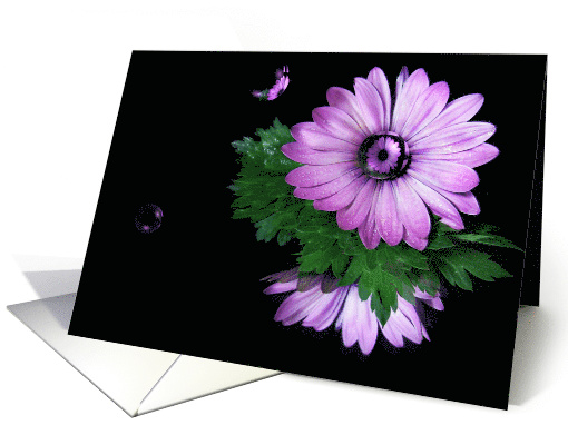 Purple gerbera daisy with bubbles on a mirror card (156658)