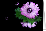 Purple gerbera daisy with bubbles on a mirror card
