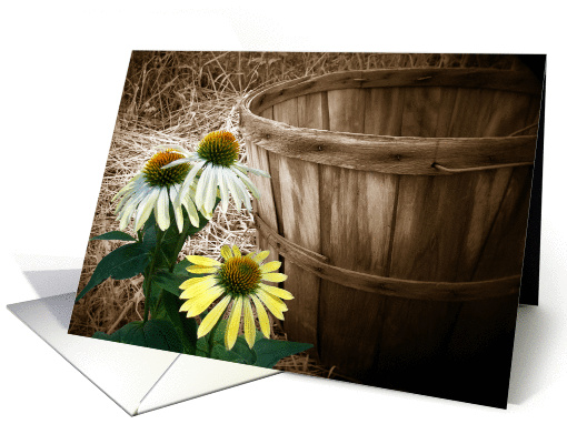 cone flowers and old bushel basket with vignetting card (157175)