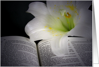 Illumuninated Easter lily on a Holy Bible. card